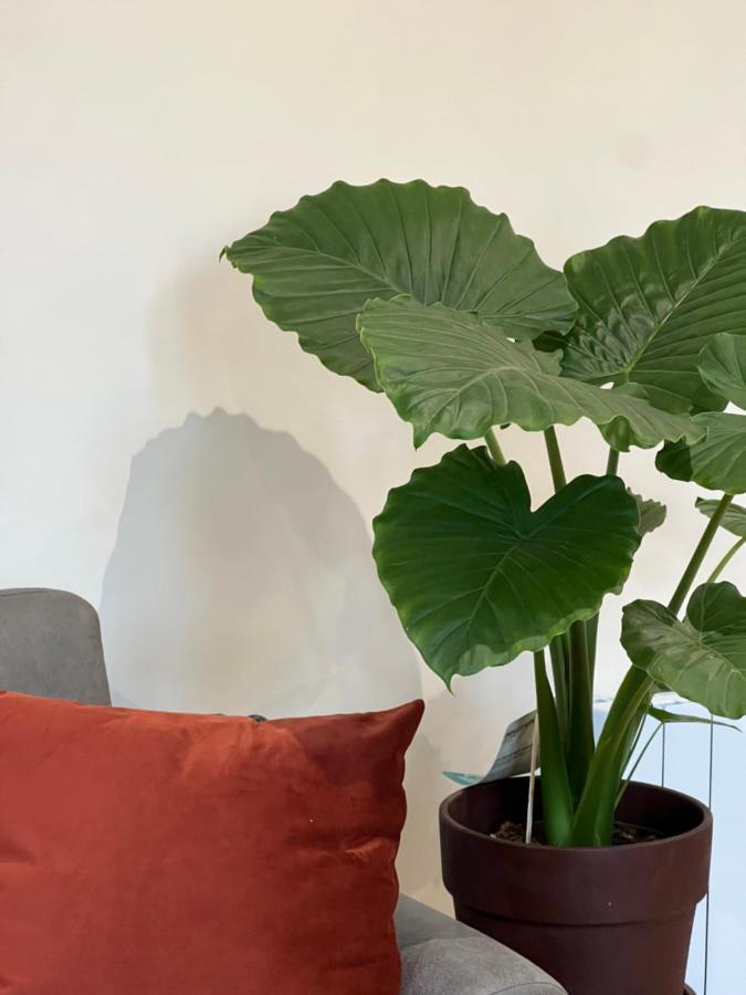 Myaka Appartement Wood ショレ エクステリア 写真